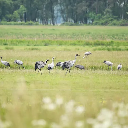 Lejlighed Ostseedomizil - 5 Sterne Ihr Rueckzugsort Zwischen Ostsee Und Bodden Wustrow (Fischland)